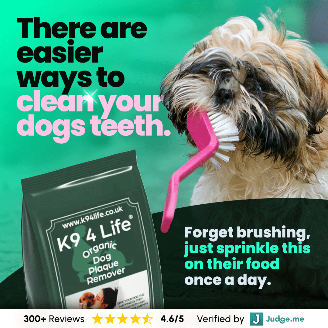 Why Your Dog's Dental Health Matters More Than You Think
