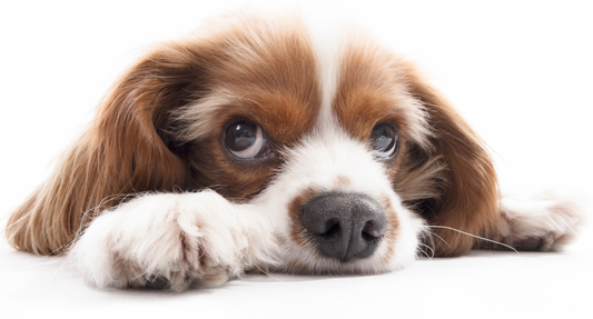 Joints & Bones in Dogs