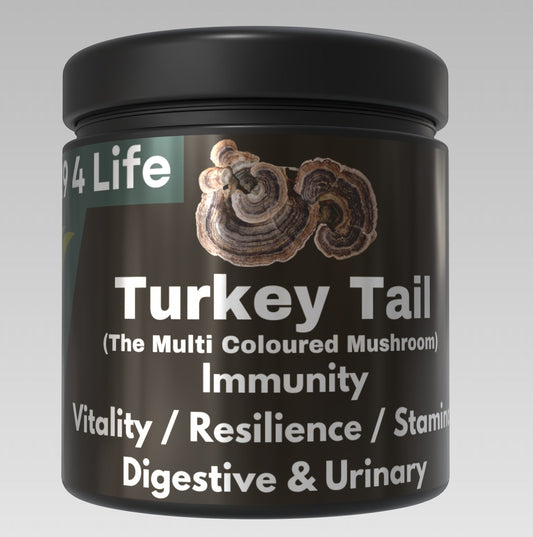 Turkey Tail Mushroom for Dogs: Immunity, Gut Health & Vitality Benefits