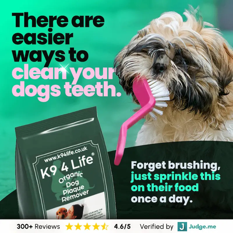 Small dog having its teeth brushed beside K9 4 Life plaque remover powder