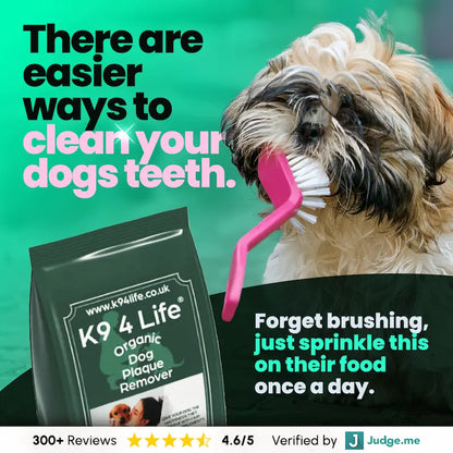 Small dog having its teeth brushed beside K9 4 Life plaque remover powder