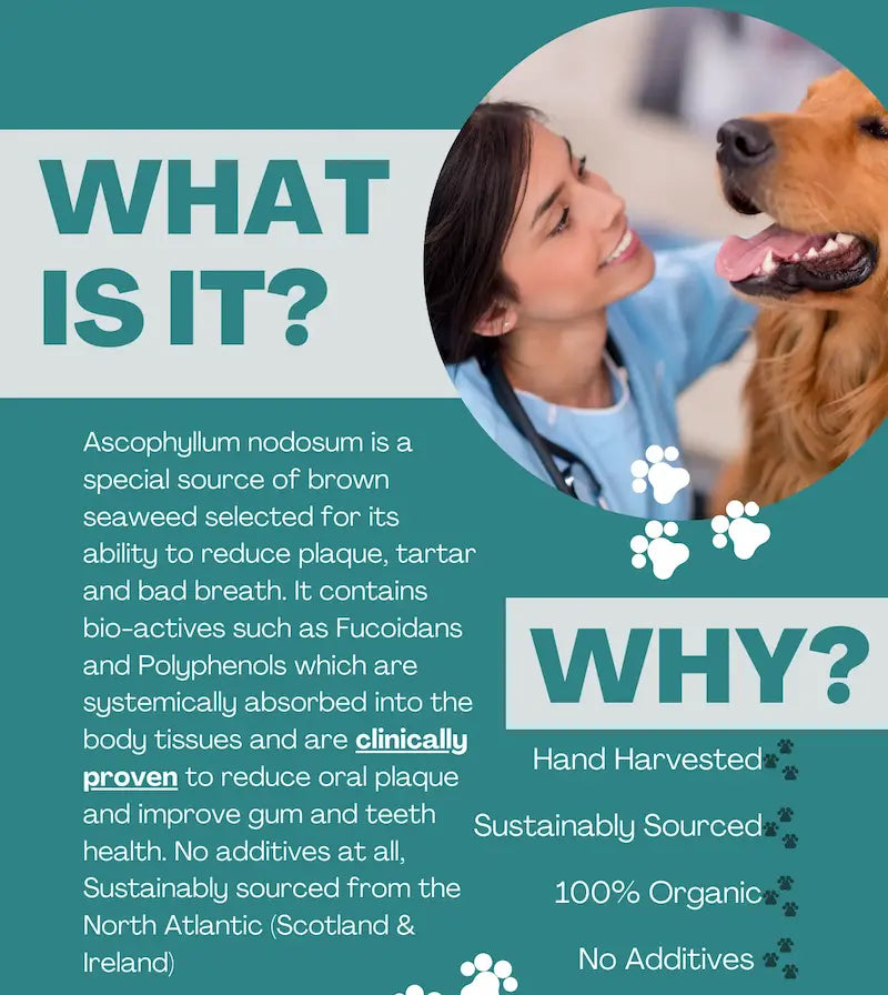 K9 4 Life dog dental powder benefits infographic showing seaweed nutrition and digestive support