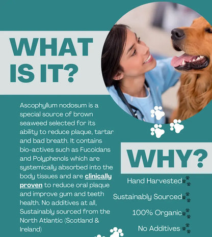 K9 4 Life dog dental powder benefits infographic showing seaweed nutrition and digestive support